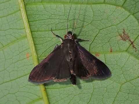 Moth  Lepidoptera,Malaysia,Moth,Moth Week 2021,Penang