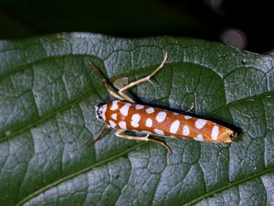 Tropical Ermine Moth - Atteva sp. It seems not possible to identify to species level based on pics. Atteva,Atteva sp,Malaysia,Moth,Moth Week 2021,Penang,Tropical Ermine Moth