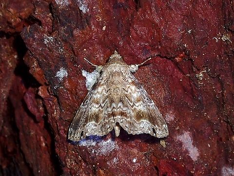Moth - Noctuiodea  Malaysia,Moth,Moth Week 2021,Noctuiodea,Penang