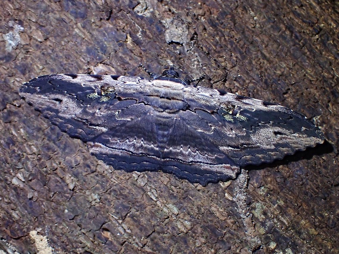 Anisoneura aluco This was quite a big size Moth, around 7-8 cm wingspan and well camouflaged on the tree trunk.<br />
<br />
Close-up of the head :<br />
<br />
<figure class="photo"><a href="https://www.jungledragon.com/image/118925/furry.html" title="Furry"><img src="https://s3.amazonaws.com/media.jungledragon.com/images/2994/118925_thumb.jpeg?AWSAccessKeyId=05GMT0V3GWVNE7GGM1R2&Expires=1759968010&Signature=%2FGDaDvP5DvVYoPa90SJUxc7N%2Fz8%3D" width="200" height="150" alt="Furry Close-up of Anisoneura aluco.<br />
<br />
https://www.jungledragon.com/image/118924/erebid_moth_-_letis_sp.html Anisoneura aluco,Erebid Moth,Malaysia,Moth,Moth Week 2021,Penang" /></a></figure> Anisoneura aluco,Erebid Moth,Malaysia,Moth,Moth Week 2021,Penang