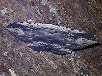 Anisoneura aluco This was quite a big size Moth, around 7-8 cm wingspan and well camouflaged on the tree trunk.<br />
<br />
Close-up of the head :<br />
<br />
https://www.jungledragon.com/image/118925/furry.html Anisoneura aluco,Erebid Moth,Malaysia,Moth,Moth Week 2021,Penang