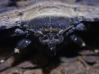 Furry Close-up of Anisoneura aluco.<br />
<br />
https://www.jungledragon.com/image/118924/erebid_moth_-_letis_sp.html Anisoneura aluco,Erebid Moth,Malaysia,Moth,Moth Week 2021,Penang