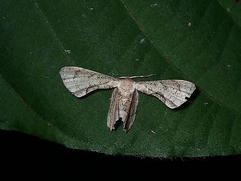 Scoopwing Moth -  Phazaca sp.  Malaysia,Moth,Moth Week 2021,Penang,Phazaca,Phazaca sp,Scoopwing Moth