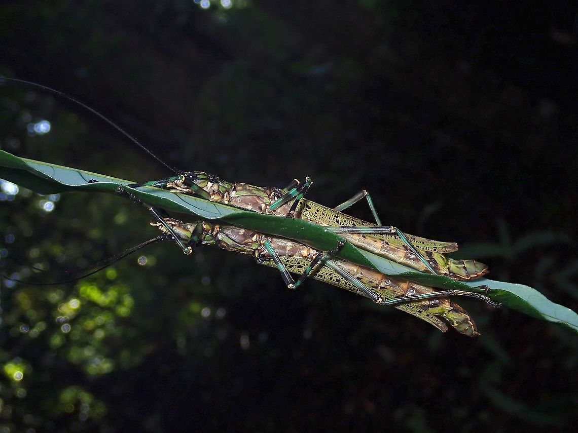 Imperfect Reflection 2 adult females Stick Insect/Phasmid - Aschiphasma annulipes Aschiphasma annulipes,Malaysia,Penang,Phasmatodea,Phasmid,Phasmida,Stick Insect