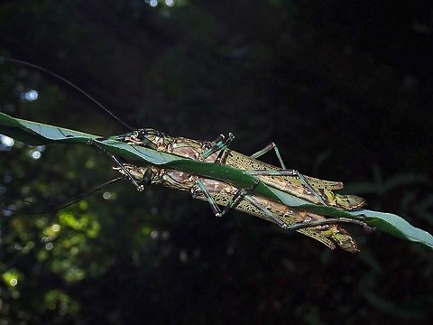 Imperfect Reflection 2 adult females Stick Insect/Phasmid - Aschiphasma annulipes Aschiphasma annulipes,Malaysia,Penang,Phasmatodea,Phasmid,Phasmida,Stick Insect