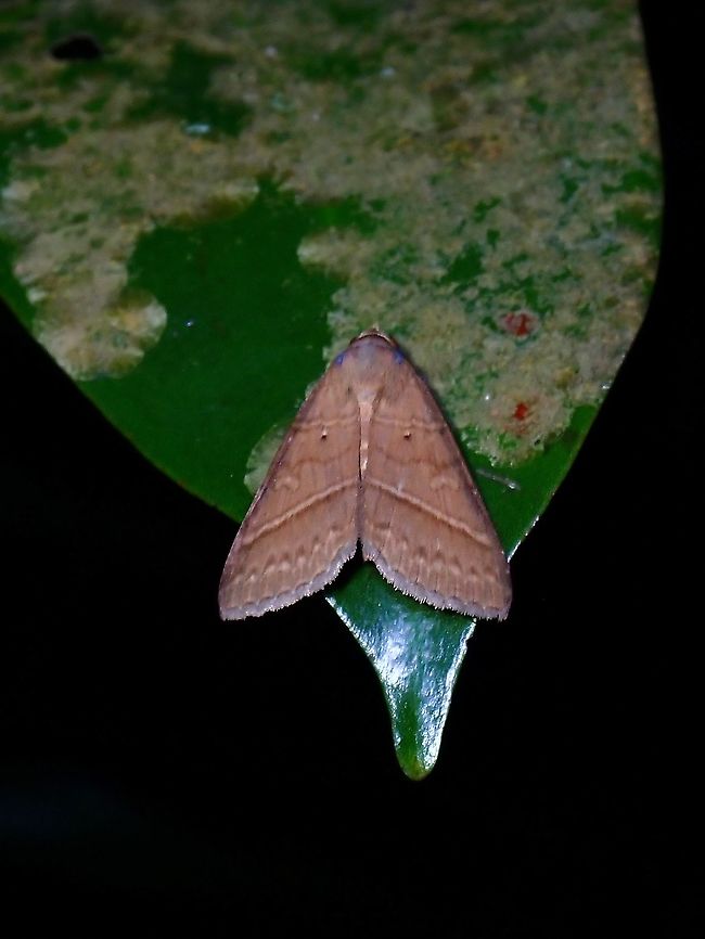 Erebid Moth - Mocis sp.  Erebid Moth,Malaysia,Mocis,Mocis sp,Moth,Moth Week 2021,Penang