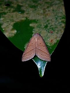 Erebid Moth - Mocis sp.  Erebid Moth,Malaysia,Mocis,Mocis sp,Moth,Moth Week 2021,Penang