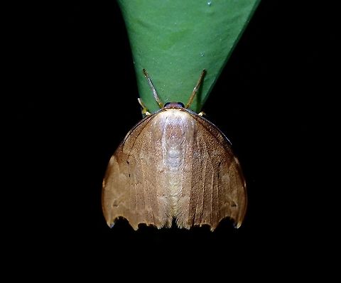Moth  Lepidoptera,Malaysia,Moth,Moth Week 2021,Penang