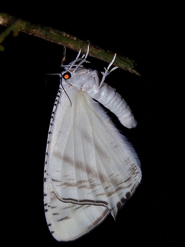 Swallowtail Moth - Urapteroides astheniata  Malaysia,Moth,Moth Week 2021,Penang,Swallowtail Moth,Urapteroides astheniata