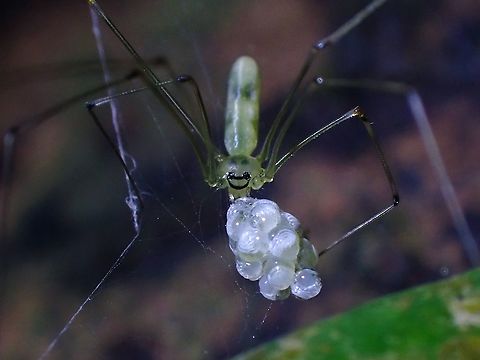 Smiley Mom! Female Cellar Spider - Meraha sp. brooding a cluster of eggs.
This Cellar Spiders are very slender, less than 2 mm in body width and the weight of the cluster of eggs could be same or heavier than the Spider itself!

https://www.jungledragon.com/image/118933/tiny.html Cellar Spider,Malaysia,Meraha,Meraha sp,Penang,Spider