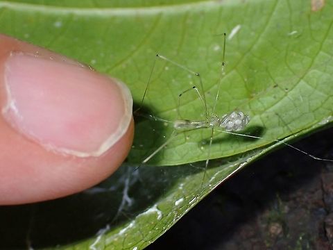 Tiny Pinky Finger next to Cellar Spider - Meraha sp., for size reference.

https://www.jungledragon.com/image/118932/smiley_mom.html Cellar Spider,Malaysia,Meraha,Meraha sp,Penang,Spider