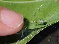 Tiny Pinky Finger next to Cellar Spider - Meraha sp., for size reference.<br />
<br />
https://www.jungledragon.com/image/118932/smiley_mom.html Cellar Spider,Malaysia,Meraha,Meraha sp,Penang,Spider