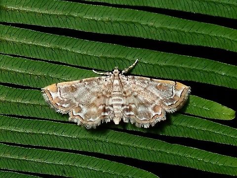 Crambid Moth - Crambidae  Crambid Moth,Crambidae,Malaysia,Moth,Moth Week 2021,Penang