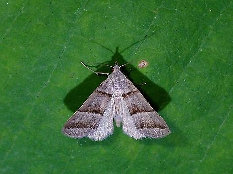 Litter Moth - Polypogon sp.  Litter Moth,Malaysia,Moth,Moth Week 2021,Penang,Polypogon,Polypogon sp