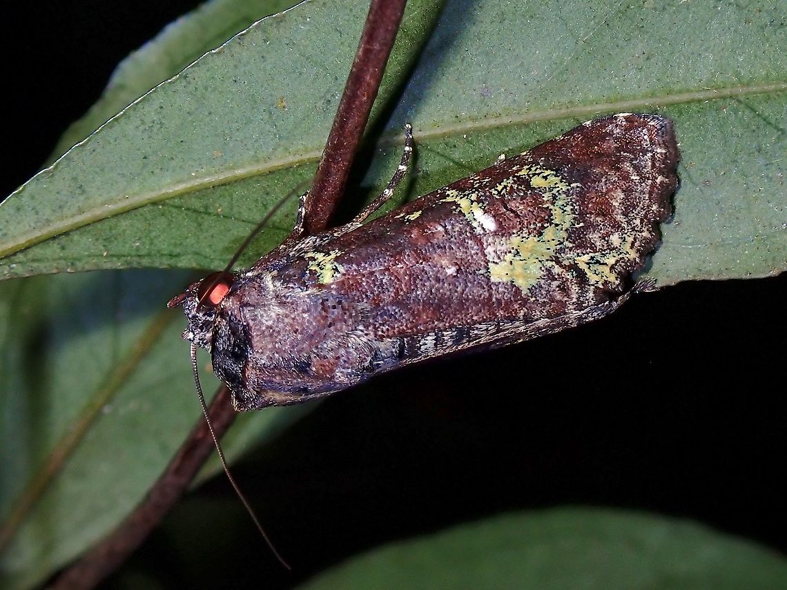 Moth - Noctuiodea  Malaysia,Moth,Moth Week 2021,Noctuiodea,Penang