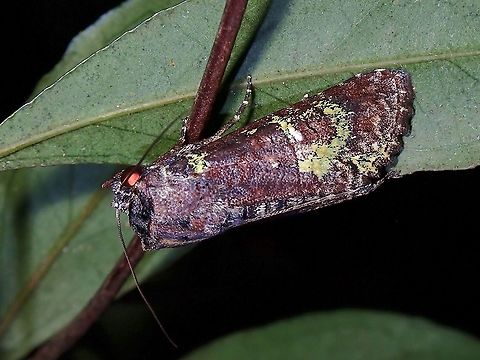 Moth - Noctuiodea  Malaysia,Moth,Moth Week 2021,Noctuiodea,Penang