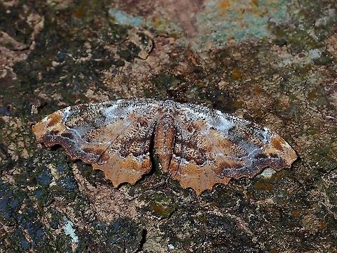 Moth - Tribe Boarmiini  Malaysia,Moth,Moth Week 2021,Penang,Tribe Boarmiini