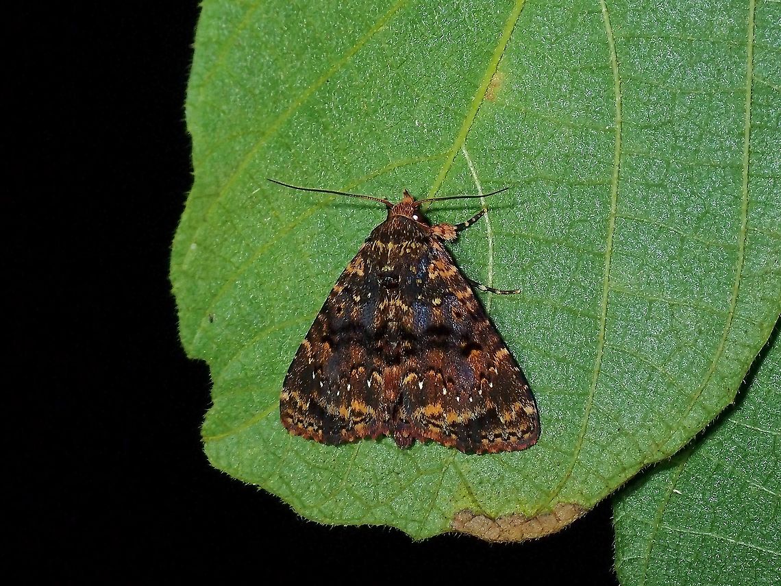 Erebid Moth - Erebidae  Erebid Moth,Erebidae,Malaysia,Moth,Moth Week 2021,Penang