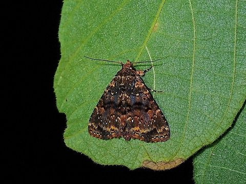 Erebid Moth - Erebidae  Erebid Moth,Erebidae,Malaysia,Moth,Moth Week 2021,Penang