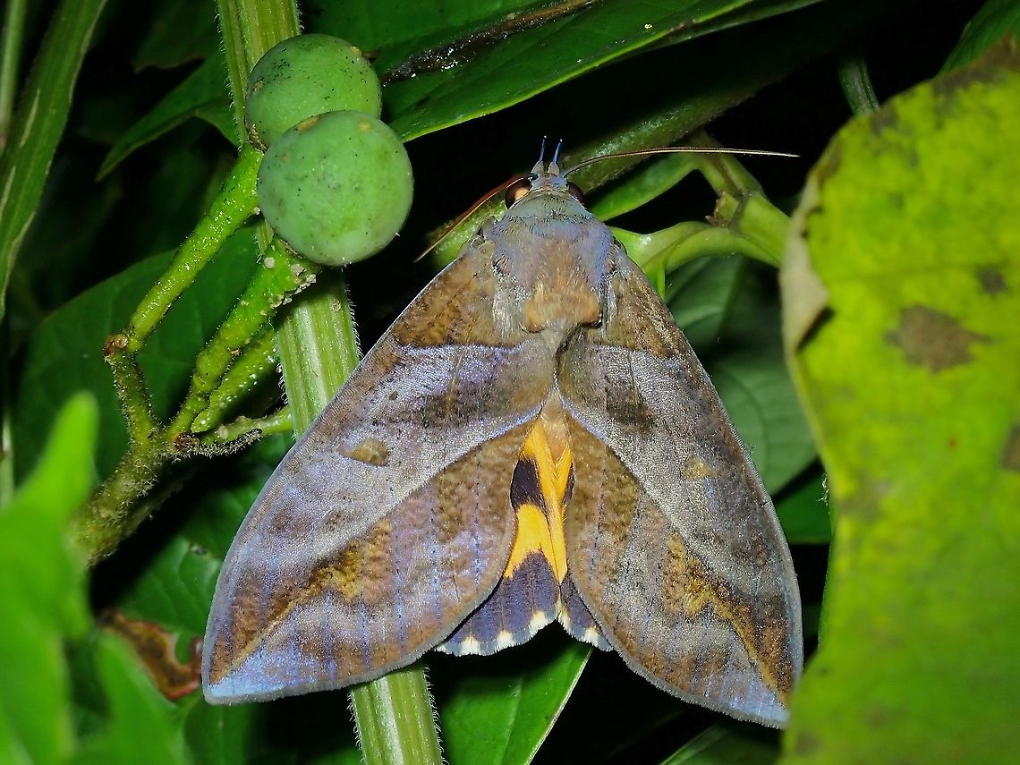 Common Fruit-Piercing Moth - Eudocima phalonia  Common Fruit-Piercing Moth,Eudocima phalonia,Fruit-Piercing Moth,Malaysia,Moth,Moth Week 2021,Penang