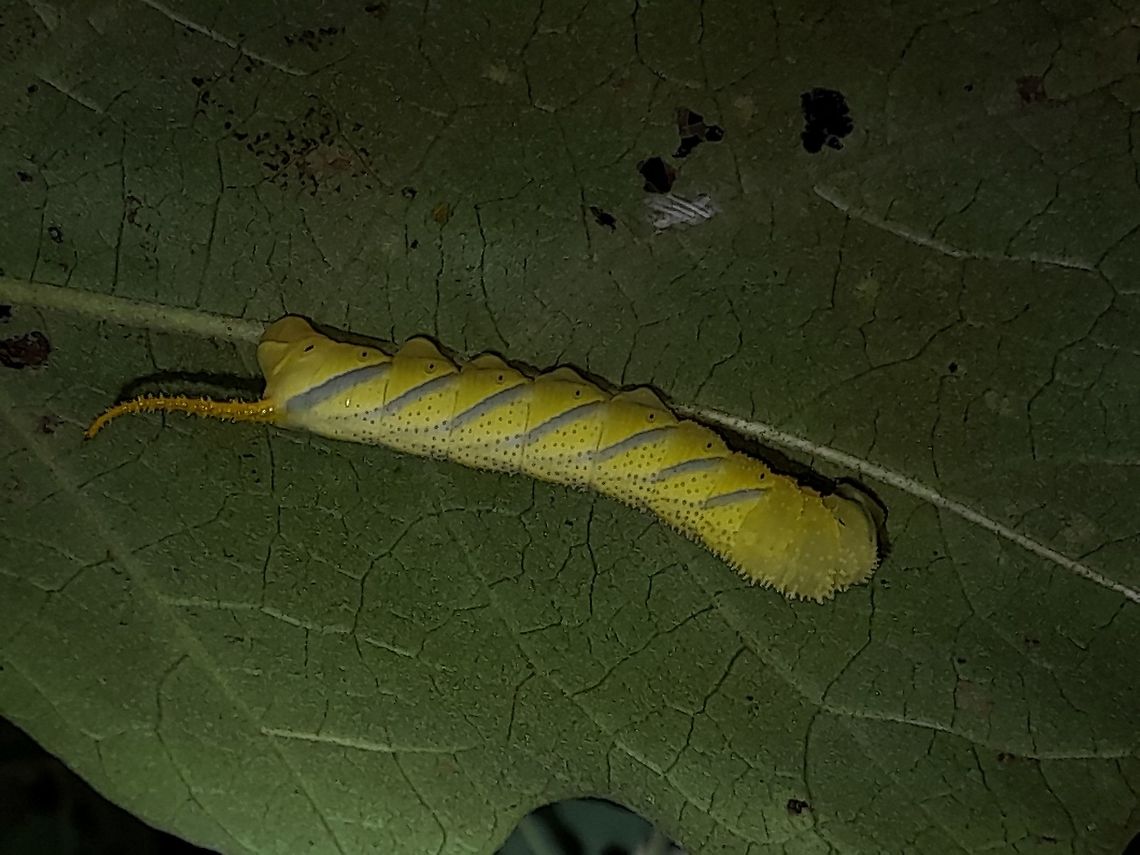 Caterpillar Caterpillar of Greater Death's Head Hawkmoth Acherontia lachesis,Greater Death's Head Hawkmoth,Hawkmoth,Malaysia,Moth,Moth Week 2021,Penang