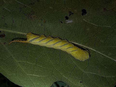 Caterpillar Caterpillar of Greater Death's Head Hawkmoth Acherontia lachesis,Greater Death's Head Hawkmoth,Hawkmoth,Malaysia,Moth,Moth Week 2021,Penang