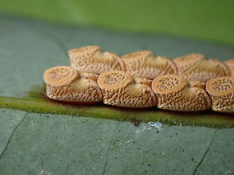 Cookies! Eggs of Stick Insect/Phasmid - Marmessoidea rosea Malaysia,Marmessoidea rosea,Penang,Phasmatodea,Phasmid,Phasmida,Stick Insect