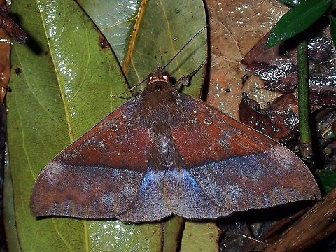 Erebid Moth - Ischyja sp.  Erebid Moth,Ischyja,Ischyja sp,Malaysia,Moth,Moth Week 2021,Penang