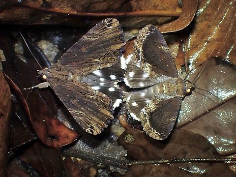 Erebid Moth - Ercheia cyllaria  Ercheia cyllaria,Erebid Moth,Malaysia,Moth,Moth Week 2021,Penang