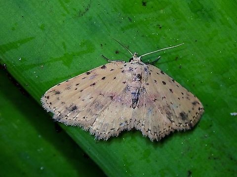 Moth  Lepidoptera,Malaysia,Moth,Moth Week 2021,Penang