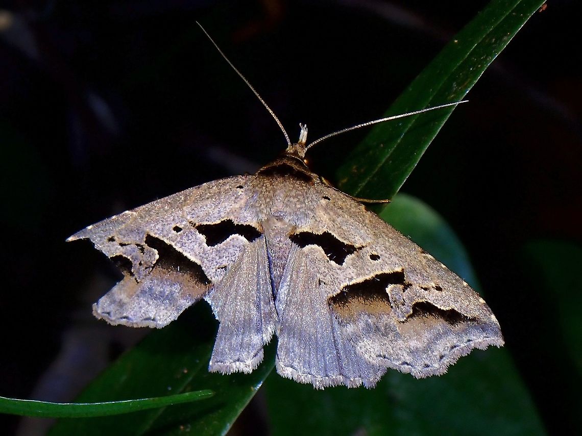 Erebid Moth - Tephriopis divulsa  Erebid Moth,Malaysia,Moth,Moth Week 2021,Penang,Tephriopis,Tephriopis divulsa