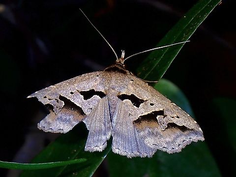 Erebid Moth - Tephriopis divulsa Erebid Moth,Malaysia,Moth,Moth Week 2021,Penang,Tephriopis,Tephriopis divulsa