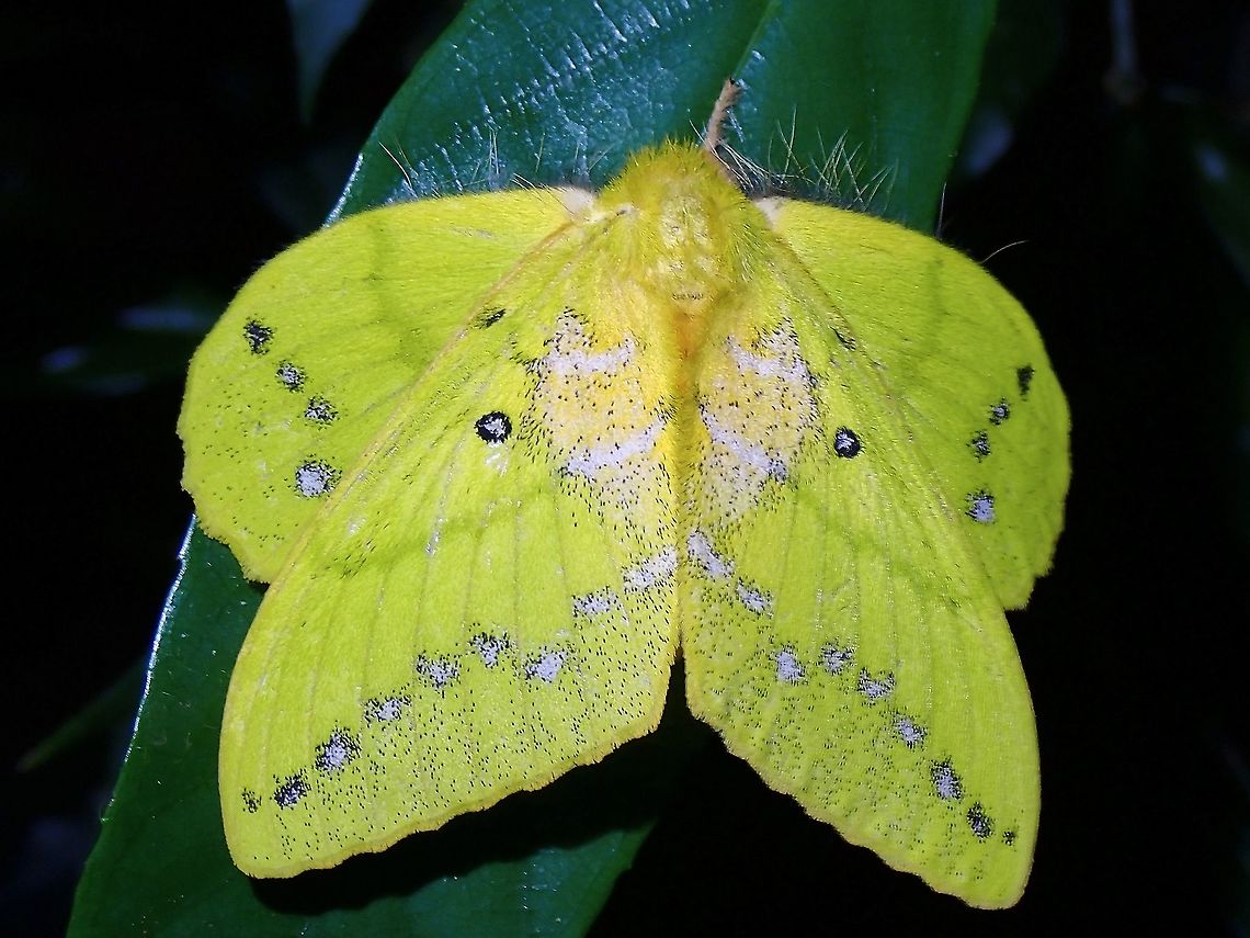 Lappet Moth - Trabala sp.  Lappet Moth,Malaysia,Moth,Moth Week 2021,Penang,Trabala,Trabala sp