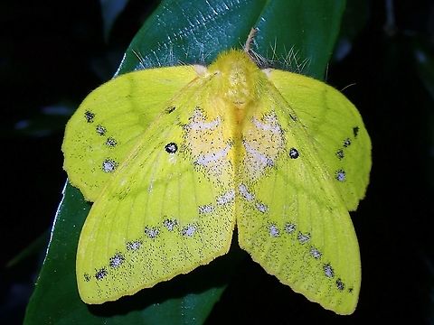 Lappet Moth - Trabala sp.  Lappet Moth,Malaysia,Moth,Moth Week 2021,Penang,Trabala,Trabala sp