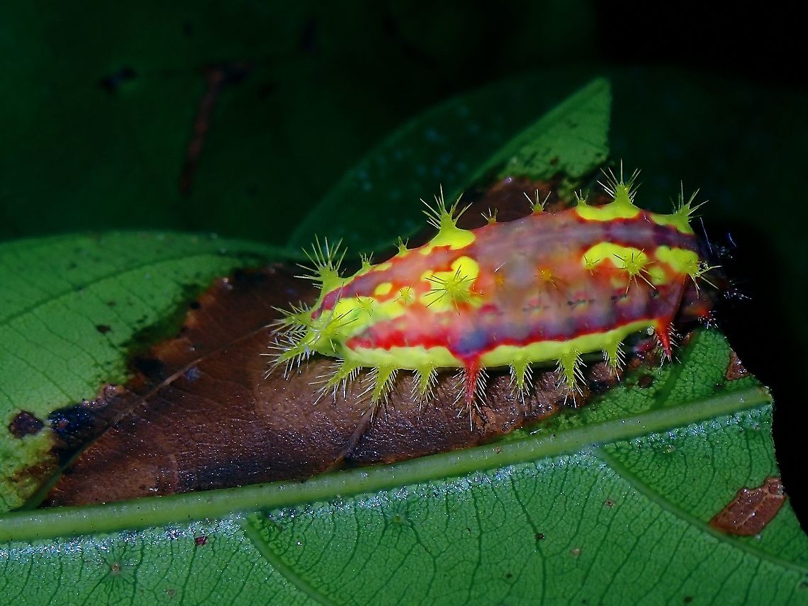 Stinging Nettle Slug Caterpiullar - Limacodidae  Caterpillar,Limacodidae,Malaysia,Moth Week 2021,Penang,Slug Caterpillar,Stinging Nettle Slug Caterpillar