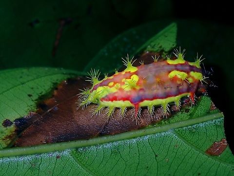Stinging Nettle Slug Caterpiullar - Limacodidae  Caterpillar,Limacodidae,Malaysia,Moth Week 2021,Penang,Slug Caterpillar,Stinging Nettle Slug Caterpillar