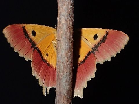 Hide-and-Seek View from top ;

https://www.jungledragon.com/image/119076/geometrid_moth_-_herochroma_urapteraria.html Geometrid Moth,Herochroma urapteraria,Malaysia,Moth,Moth Week 2021,Penang