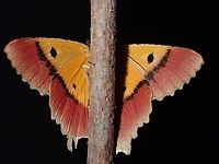 Hide-and-Seek View from top ;<br />
<br />
https://www.jungledragon.com/image/119076/geometrid_moth_-_herochroma_urapteraria.html Geometrid Moth,Herochroma urapteraria,Malaysia,Moth,Moth Week 2021,Penang