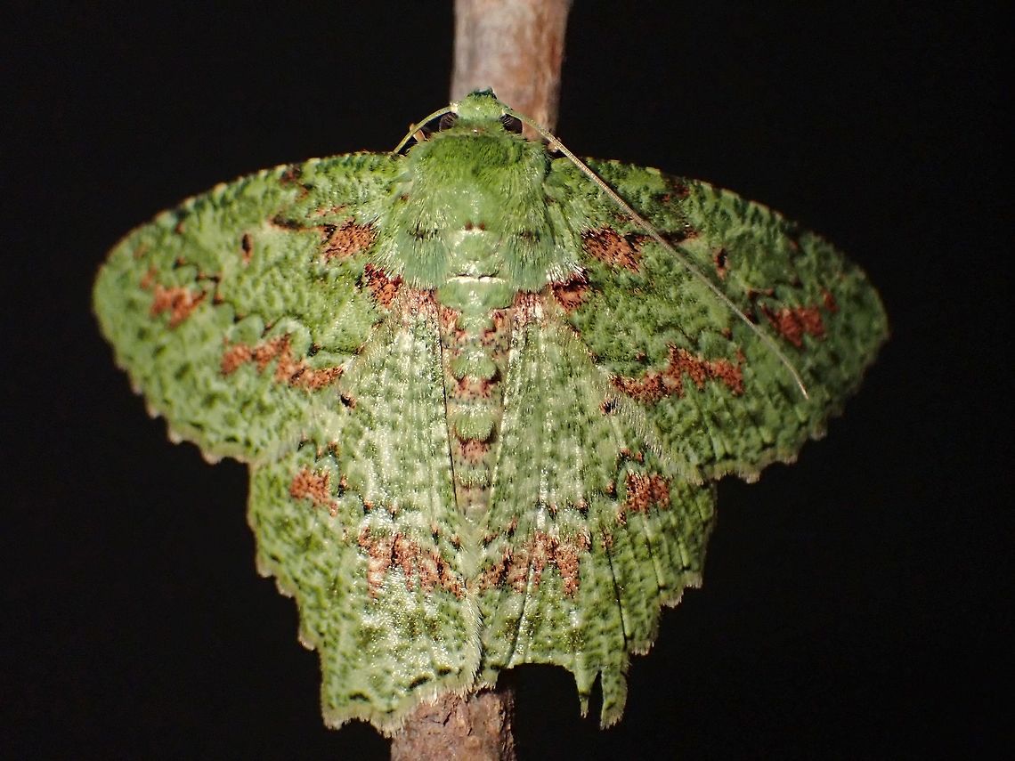 Geometrid Moth - Herochroma urapteraria View of underside :<br />
<br />
<figure class="photo"><a href="https://www.jungledragon.com/image/119075/hide-and-seek.html" title="Hide-and-Seek"><img src="https://s3.amazonaws.com/media.jungledragon.com/images/2994/119075_thumb.jpeg?AWSAccessKeyId=05GMT0V3GWVNE7GGM1R2&Expires=1759968010&Signature=yHnglTNLV0cKbnebU4L9rHOKBE0%3D" width="200" height="150" alt="Hide-and-Seek View from top ;<br />
<br />
https://www.jungledragon.com/image/119076/geometrid_moth_-_herochroma_urapteraria.html Geometrid Moth,Herochroma urapteraria,Malaysia,Moth,Moth Week 2021,Penang" /></a></figure> Geometrid Moth,Herochroma urapteraria,Malaysia,Moth,Moth Week 2021,Penang