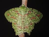 Geometrid Moth - Herochroma urapteraria View of underside :<br />
<br />
https://www.jungledragon.com/image/119075/hide-and-seek.html Geometrid Moth,Herochroma urapteraria,Malaysia,Moth,Moth Week 2021,Penang