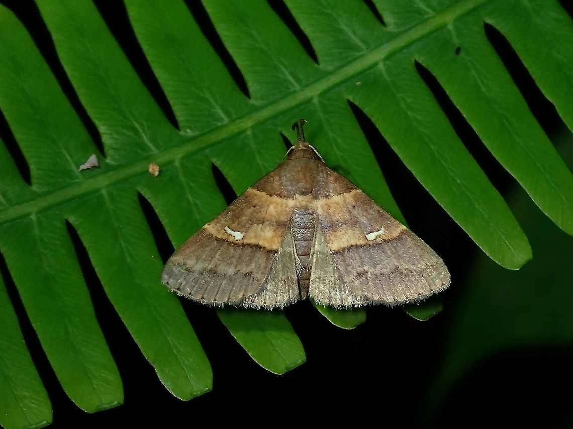 Erebid Moth - Bertula tespisalis  Bertula tespisalis,Erebid Moth,Malaysia,Moth,Moth Week 2021,Penang
