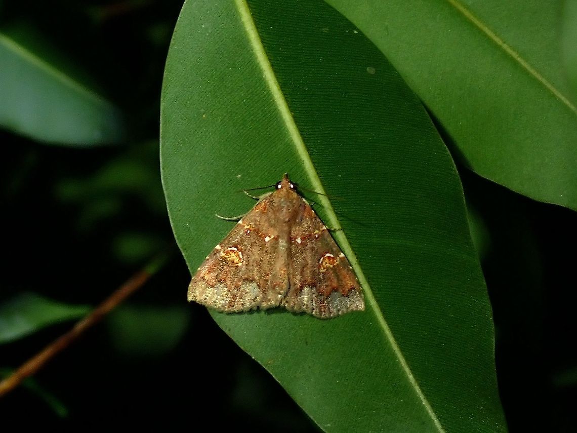 Erebid Moth - Saroba pansa  Erebid Moth,Malaysia,Moth,Moth Week 2021,Penang,Saroba pansa