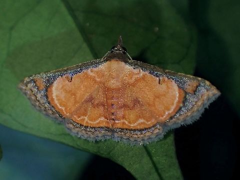 Erebid Moth Erebid Moth from Tribe Aventiini Aventiini,Erebid Moth,Malaysia,Moth,Moth Week 2021,Penang