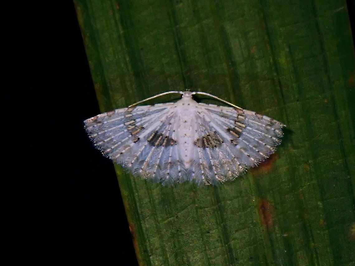 Fan This tiny Many Plumed Moth has interesting structures on its wings.<br />
 Aluticidae,Malaysia,Many Plumed Moth,Moth,Moth Week 2021,Penang