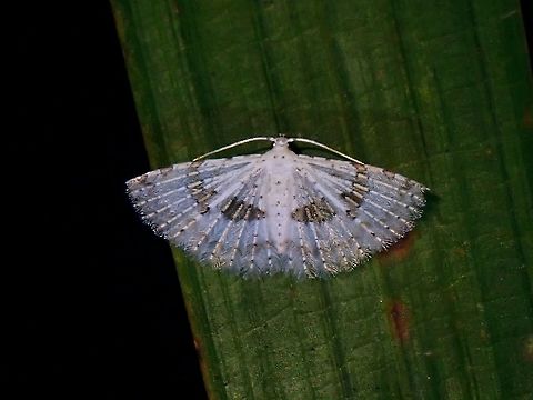 Fan This tiny Many Plumed Moth has interesting structures on its wings.
 Aluticidae,Malaysia,Many Plumed Moth,Moth,Moth Week 2021,Penang