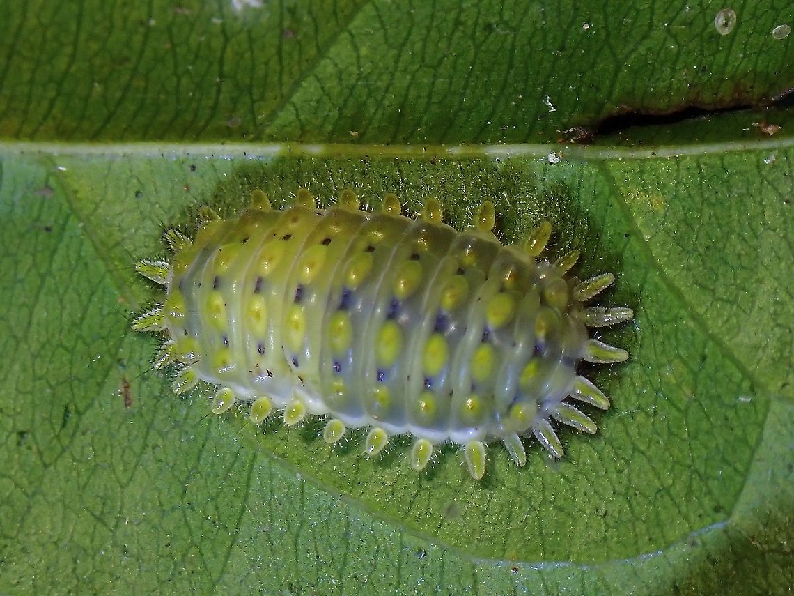 Zygaenid Caterpillar Caterpillar of Moth from sub-family Chalcosiinae Caterpillar,Chalcosiinae,Malaysia,Moth,Moth Week 2021,Penang,Zygaenidae