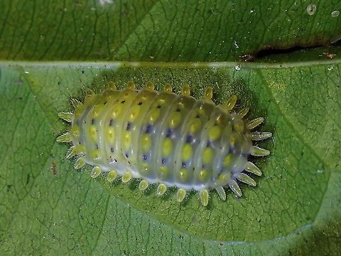 Zygaenid Caterpillar Caterpillar of Moth from sub-family Chalcosiinae Caterpillar,Chalcosiinae,Malaysia,Moth,Moth Week 2021,Penang,Zygaenidae