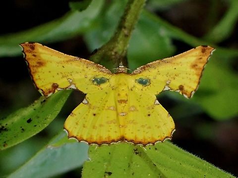 Pretty Dress  Corymica pryeri,Malaysia,Moth,Moth Week 2021,Penang