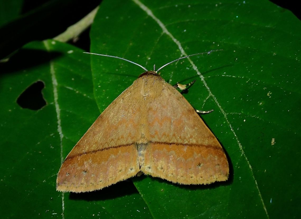 Erebid Moth - Ugia serrilinea  Erebid Moth,Malaysia,Moth,Moth Week 2021,Penang,Ugia serrilinea