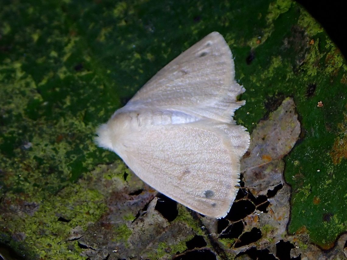 Tussock Moth - Arctornis obtusa  Arctornis obtusa,Malaysia,Moth,Moth Week 2021,Penang,Tussock Moth